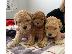 PoulaTo: Poodle apricot mini - Κανίς βερυκοκί μίνι